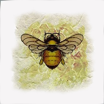 Bumble Bee2